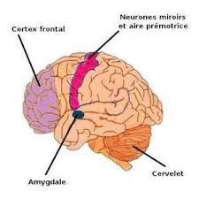 Amygdale cer