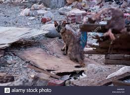 Chat dans decombres