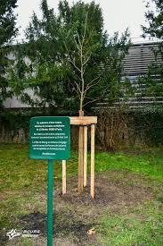 Arbre 1