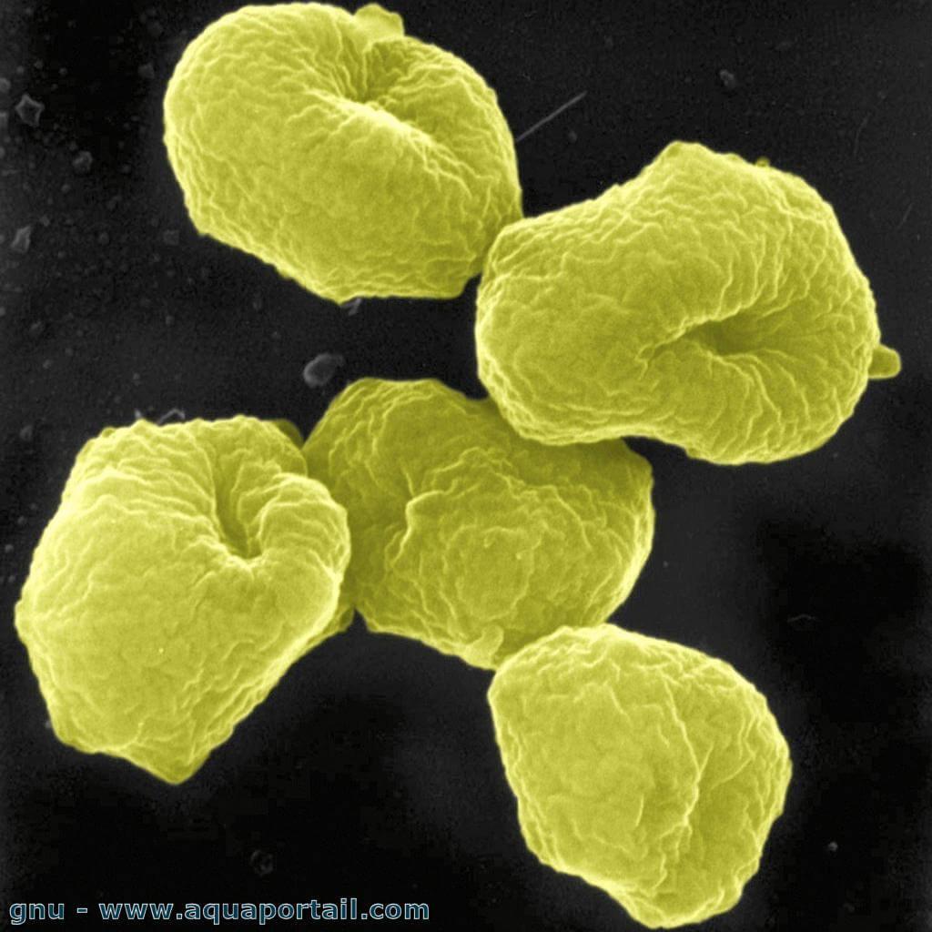 Archee archeobacterie sulfolobus